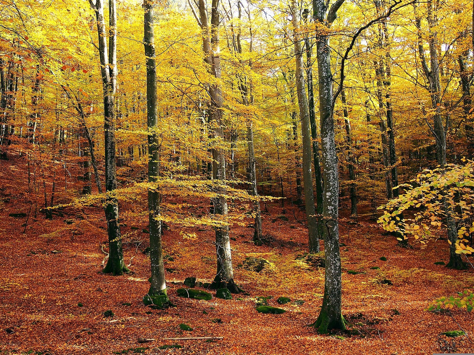 Vandra i fina naturreservat